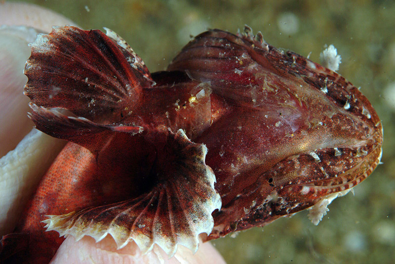 Assomiglia a scorfano tropicale! (giovane Scorpaena scrofa?)